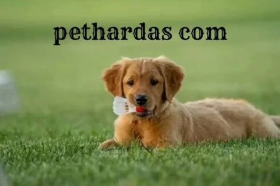 pethardas com